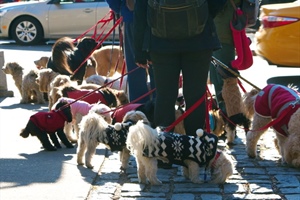 Dog Walking Apps: Are They Safe?